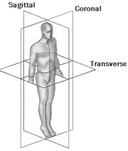 Figure 2: Plan corporel