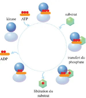 Figure  1.2.  Exemple  de  mécanisme  séquentiel  de  phosphorylation  d’un  substrat  par  une protéine kinase