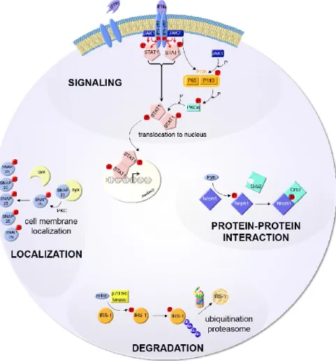 Figure  1.3.  Exemples  de  fonctions  biologiques  régulées  par  la  phosphorylation  de  protéines