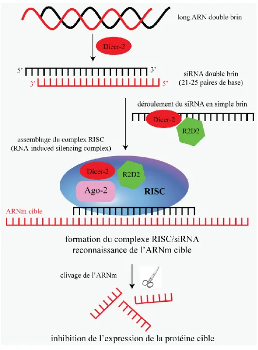 Figure 1.4. Représentation du mécanisme d’action de l’inhibition par ARN interférant  chez la drosophile
