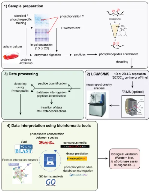 Figure  1.6.  Schéma  global  du  protocole  opératoire  utilisé  dans  cette  thèse  lors  d’analyses phosphoprotéomiques