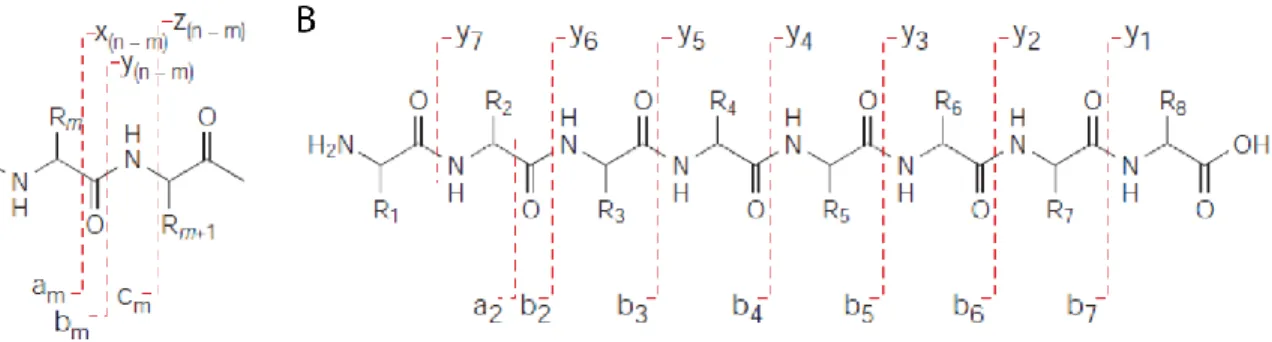 Figure 1.11. Structure chimique d’un peptide et désignation des ions fragments selon  la nomenclature Roepstorff–Fohlmann–Biemann suite à une fragmentation