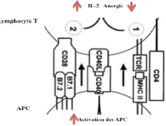 Figure 1. 1: L’interaction entre le lymphocyte T et les cellules présentatrices d’antigènes