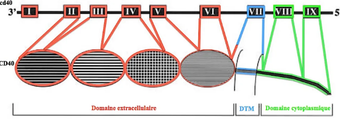 Figure 1. 2: La structure du  gène et de la protéine  du CD40L.  