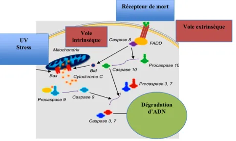 Figure 1. 8: L’apoptose programmée de la cellule.  