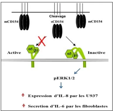 Figure 1. 9: L’interaction du CD40L avec l’α5β1 et la réponse cellulaire résultante.                             