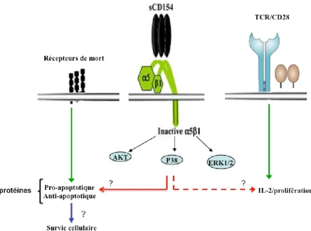 Figure 4. 1 : schéma représentatif de l’interaction CD40L/a5b1 et  le rôle biologique  correspondant
