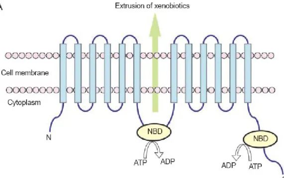 Figure 2 Topologie transmembranaire type des transporteurs ABC. Exemple du  transporteur ABCB1 ou P-glycoprotéine