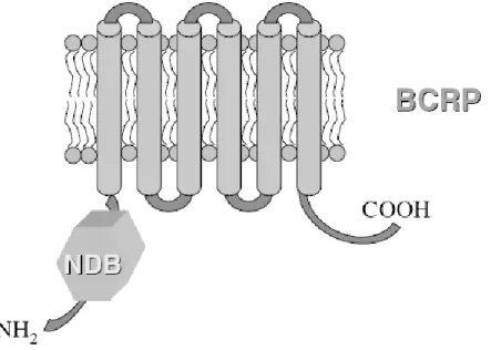 Figure 3 Topologie transmembranaire prédite de la «breast cancer resistance protein»  (BCRP)