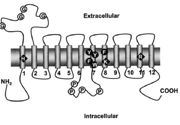 Figure 5 Topologie transmembranaire prédite des transporteurs de la famille des SLC22