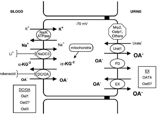 Figure 6 Mécanisme de transport actif tertiaire par les OAT1 et 3, exemple de la sécrétion  urinaire d’anions organiques