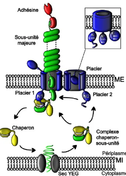 Figure 5 : Représentation schématique de la biogenèse des fimbriae de la voie CUP.  ME : Membrane externe, MI : Membrane interne Adapté de (60)