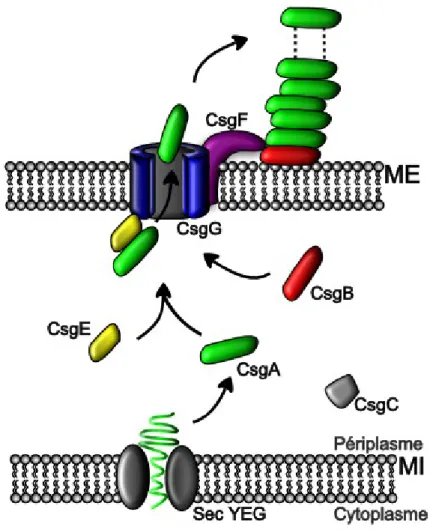 Figure 6 : Représentation schématique de la biogenèse du système d’adhésion Curli  par  la  voie  de  «  nucleation  precipitation  pathway  »  ME  :  Membrane  externe,  MI  :  Membrane interne