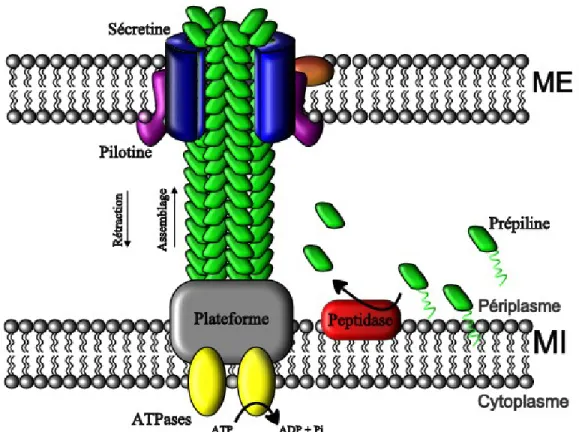 Figure 7: Représentation schématique du mécanisme d’assemblage du pilus de type  IV  et  des  protéines  impliquées  localisées  dans  la  membrane  interne  (MI)  et  dans  la  membrane externe (ME)