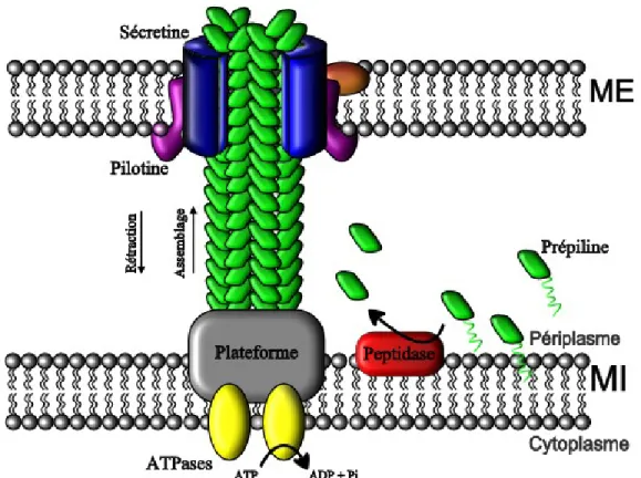 Figure 7: Représentation schématique du mécanisme d’assemblage du pilus de type  IV  et  des  protéines  impliquées  localisées  dans  la  membrane  interne  (MI)  et  dans  la  membrane externe (ME)