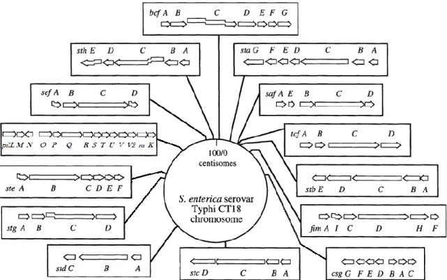 Figure 8: Localisation et organisation des différents opérons fimbriaires du génome  de S