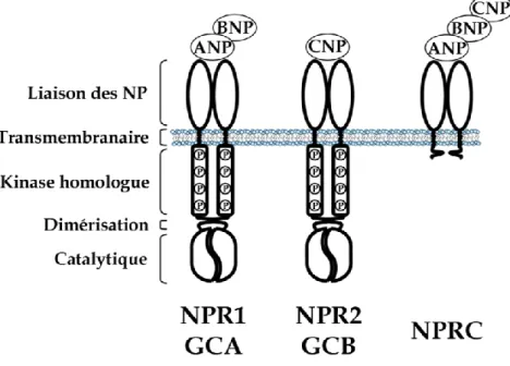 Figure 1.3 Les récepteurs NPR1/GCA et NPR2/GCB ont la même topologie. Ils  sont  composés  d’un  domaine  extracellulaire  liant  les  NP,  un  domaine  transmembranaire, un domaine d’homologie kinase, un domaine de dimérisation  et  un  domaine  catalytiq