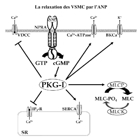 Figure  1.5  L’ANP  relaxe  les  VSMC  contractées  par  l’activation  de  PKG  I.  La  kinase  phosphoryle  plusieurs  cibles  liées  aux  concentrations  de  calcium  intracellulaire