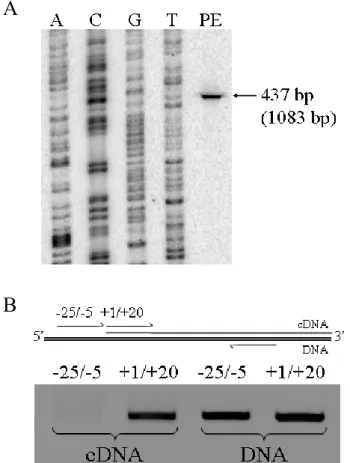 Figure  2.2 A)  La détermination  de la  taille totale de l’ARNm de GREBP a  été réalisée par extension d’amorce