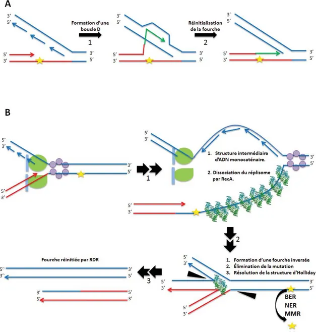 Fig. 3 Mécanismes alternatifs de réplication et de réparation de l’ADN empruntant  certaines caractéristiques à la RH