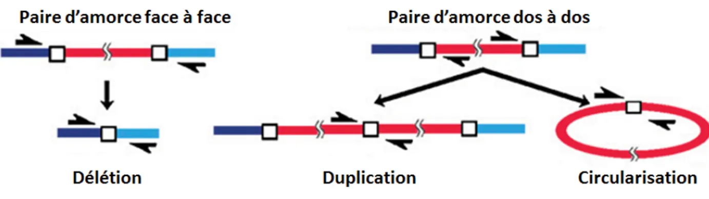 Fig. 4 Schéma de la stratégie PCR utilisée pour détecter des réarrangements de type  MMBIR