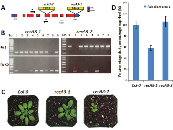 Fig. 5. Isolement des mutants  recA3-1 et  recA3-2. A, Représentation du gène RECA3. Les  exons sont représentés en rouge, les régions non transcrites aux extrémités en bleu et les introns  en noir