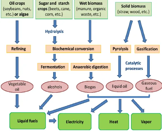 Figure 1.  Bioenergy conversion processes from biomass 16 .