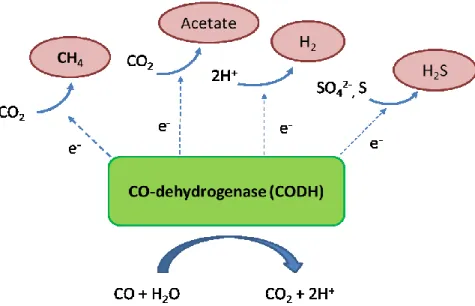 Figure  3.  Anaerobic  respiration  coupled  to  CO  oxidation  (adapted  from  Oelgeschläger et al.)  62 