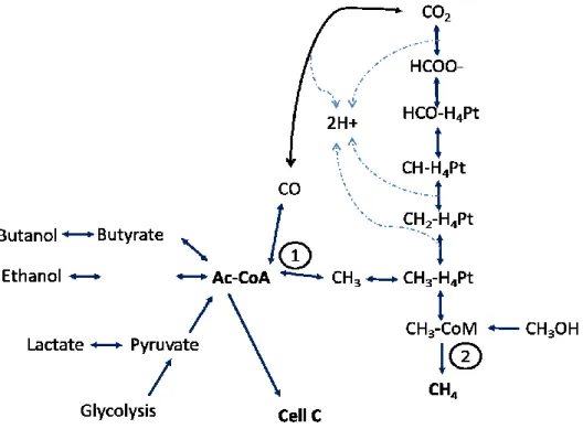 Figure  4.  Carbon  flow  in  the  metabolisms  that  employ  the  acetyl-CoA  pathway,  (adapted  from Sipma et al.) 24 