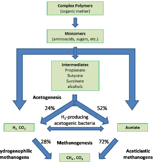 Figure  5. Anaerobic microbial conversion of biomass to methane adapted from Demirel et  al