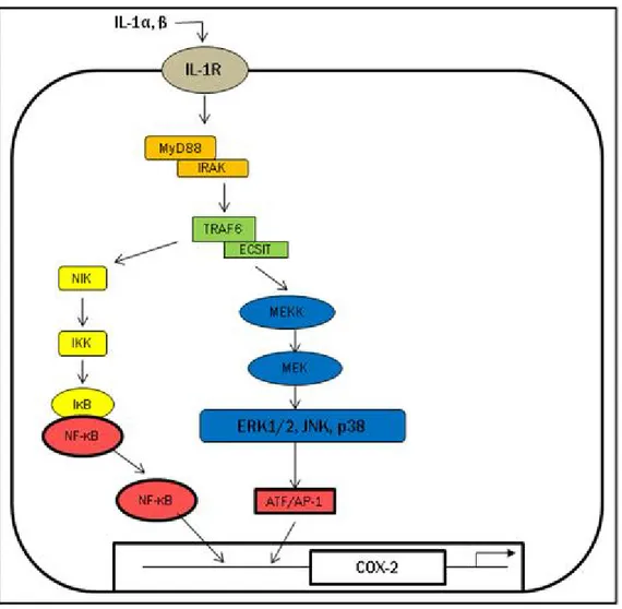 Figure 7 : Cascade de signalisation conduisant à l’expression du gène de la COX-2 sous  l’action de l’IL-1