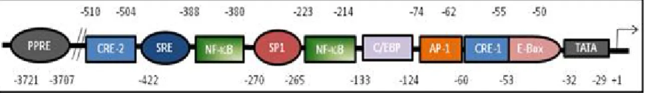 Figure 8 : Les éléments régulateurs au niveau du promoteur du gène de la COX-2 humaine