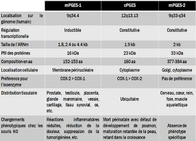 Tableau I : Caractéristiques des différentes PGES. KO : knockout. (Adapté de Hara, 2010;  Park, 2006)