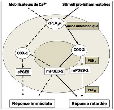 Figure 9 : Couplage fonctionnel entre les PGES et les COX. (Adaptée de Hara, 2010).  