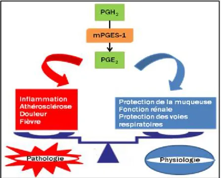 Figure 10 : Les fonctions physiopathologiques de la mPGES-1. (Adaptée de Murakami,  2011)