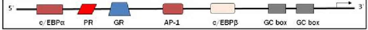 Figure 11 : Les éléments régulateurs au niveau du promoteur du gène de la m-PGES-1  humaine