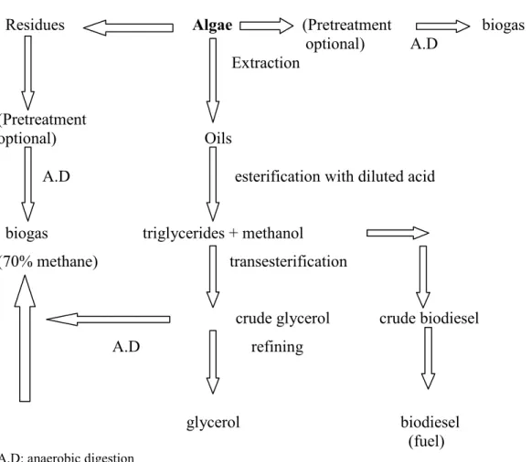 Figure 1: Techniques for Obtaining Biodiesel and Methane from Algae  (adapted from Danielo, 2005)