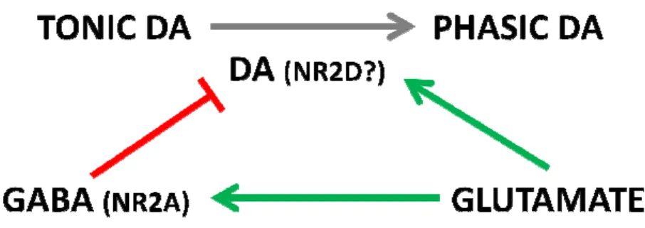 Figure  5.  Modèle  neuronal  proposé  de  la  régulation  glutamatergique  de  la  voie  méso impliquée  dans  la  récompense