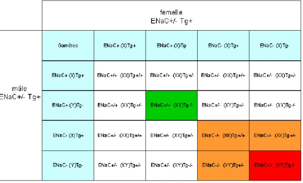 Tableau  3 :  Tableau  de  croisements  des  souris  ENaC  +/-  Tg+      1/16 e   des  animaux  pourra être WT (case verte ou ENaC+/+ Tg-/-), 1/16 e  des animaux décèdera dans les 40h  suivant leur naissance (case rouge ou ENaC-/- Tg-/-) (Hummler E, et al.