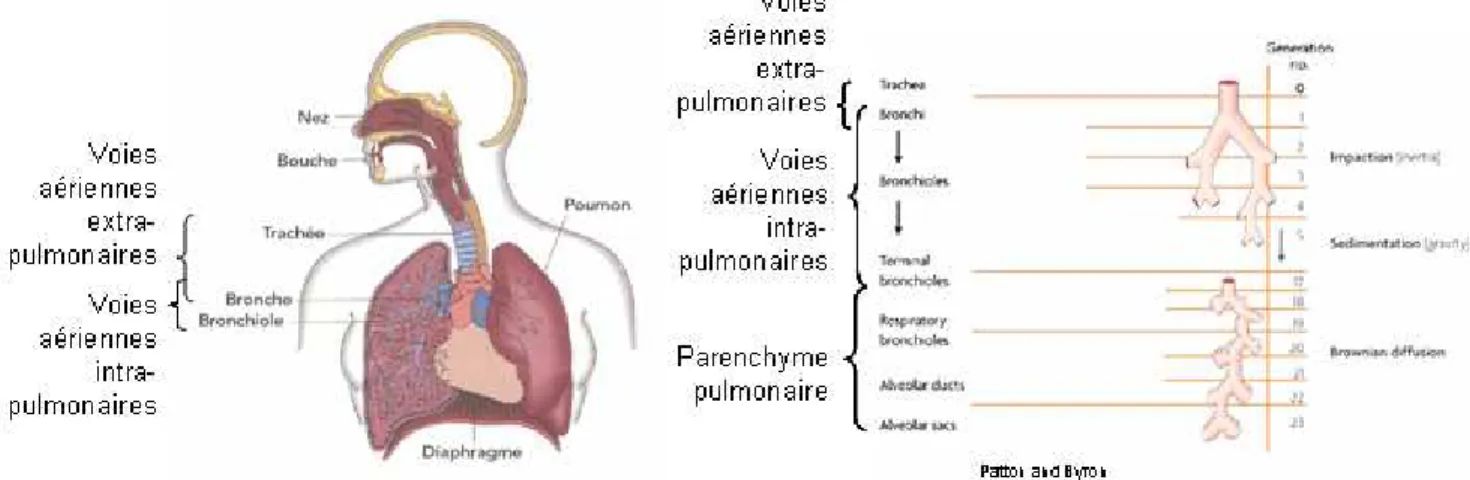 Fig. 1 : Le système respiratoire avec les voies respiratoires extra-pulmonaires, intra- intra-pulmonaires et le parenchyme respiratoire 