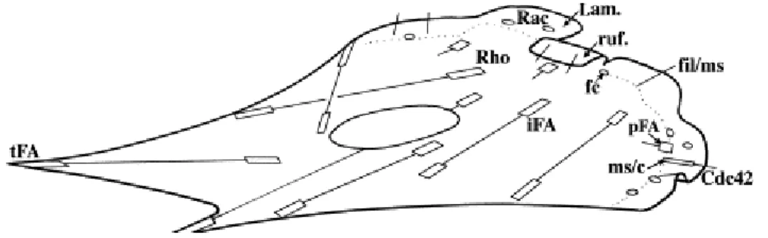 Fig. 11 : Théorie de la cellule en migration  