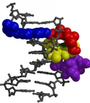 Fig. 15 : Bléomycine et ADN 