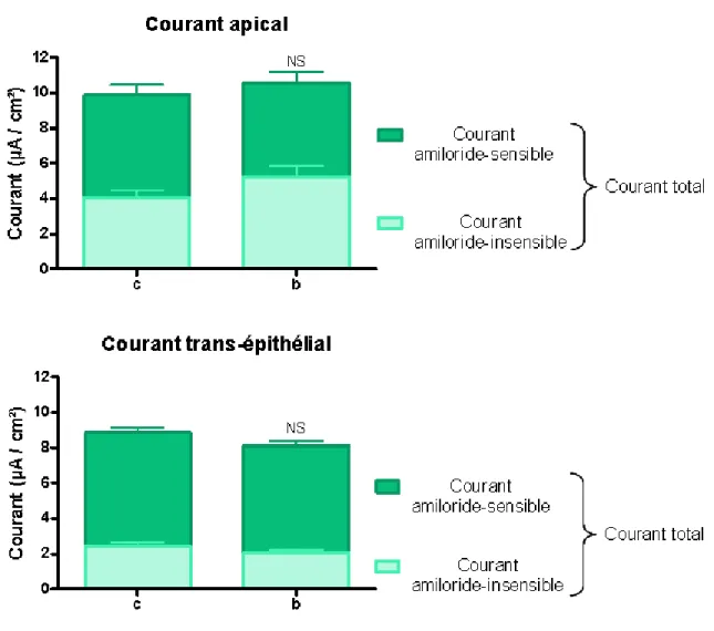 Fig. 20 : Effet de la bléomycine sur les courants apical et transépithélial des AT II  