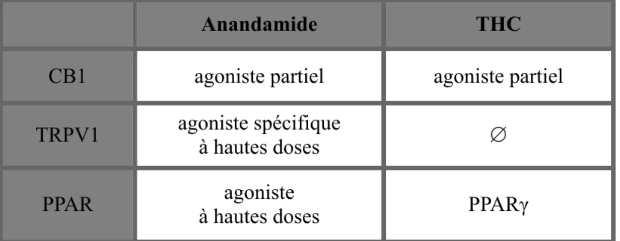 Tableau  II:  Hypothèses pharmacologiques:  les effets  des ligands THC  et anandamide  selon les principaux récepteurs 