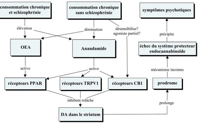Figure 4: Modèle adaptatif: influence de la consommation selon une vulnérabilité  psychotique et impliquant l’anandamide et l’OEA et différents récepteurs cannabinoïdes.