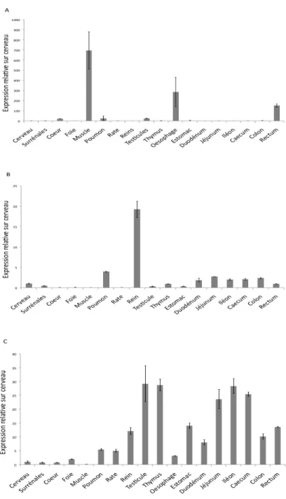 Figure 9 : Profil d'expression des gènes de la région 1q32 dans les tissus murins 