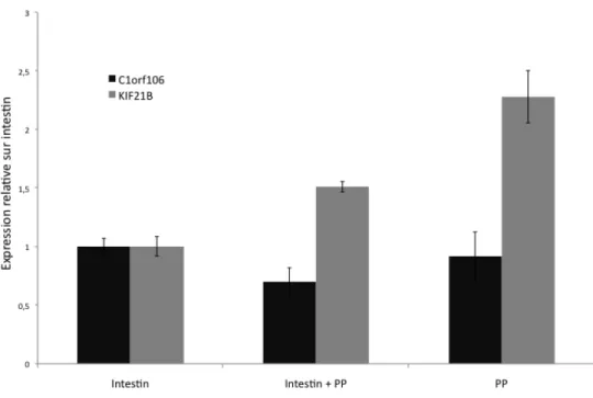 Figure 10 : Profil d'expression de C1orf106 et KIF21B dans l'intestin et les  plaques de Peyer de la souris 