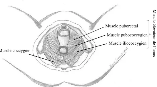 Figure 2. Musculature du plan profond du plancher pelvien féminin.                          (© Stéphanie Pontbriand-Drolet 2012) Muscle coccygien  Muscle pubococcygien Muscle iliococcygien Muscle puborectal  Muscle élévateur de l’anus