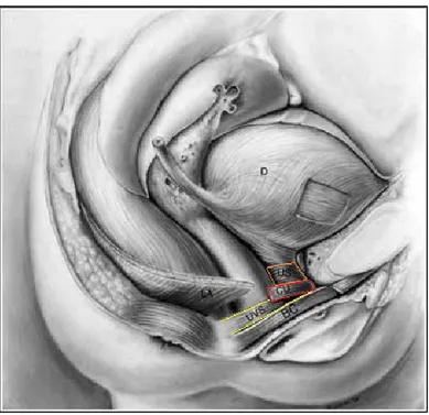 Figure  4.  Vue  latérale  de  l’anatomie  musculaire  striée  de  l’urètre  et  du  plancher  pelvien