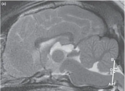 Figure  6 :  Image  sagittale  d’un  cerveau  de  CKCS  avec  une  herniation du cervelet